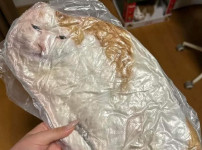 진공 포장된 고양이