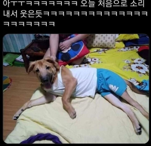 아빠가 우리집 개한테 내 옷 입힘