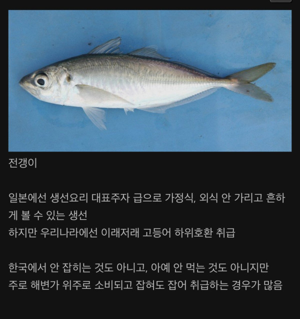 한국에선 잘 안먹는 일본의 국민 생선