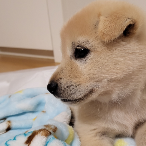 시고르자브종개 성장기