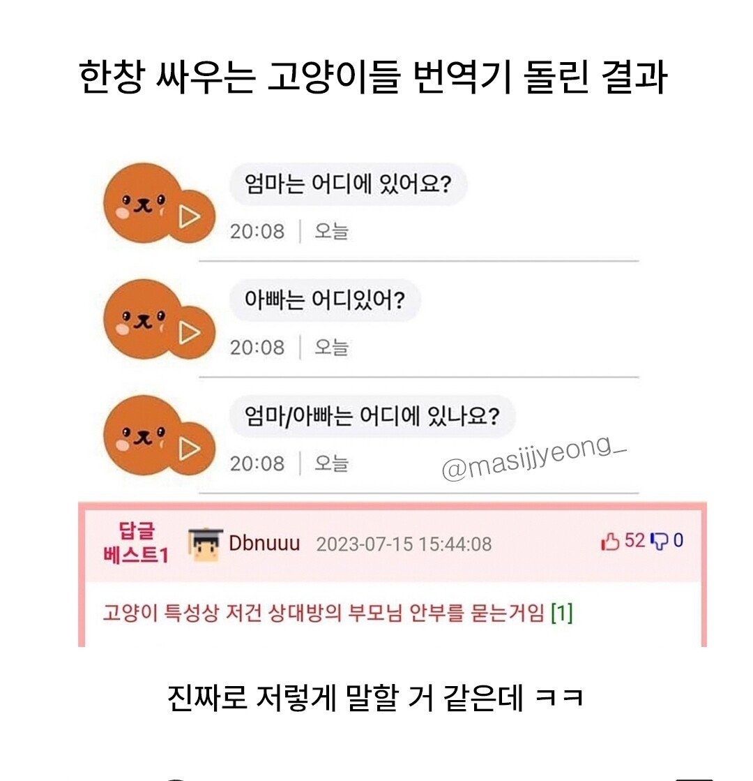 고양이들 싸움