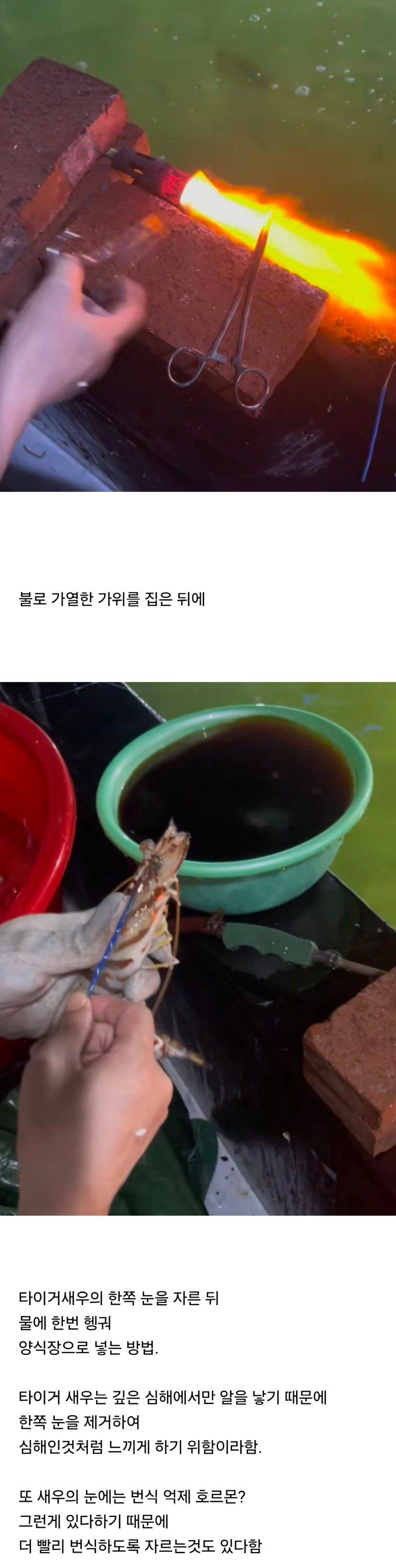 좆간이 또...타이거 새우 양식하는 방법