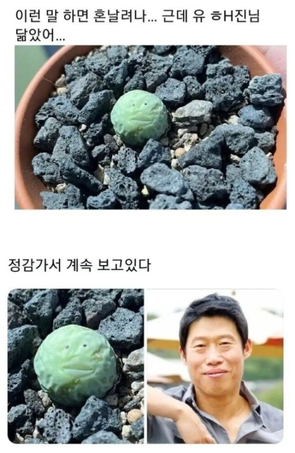 유해진 식물