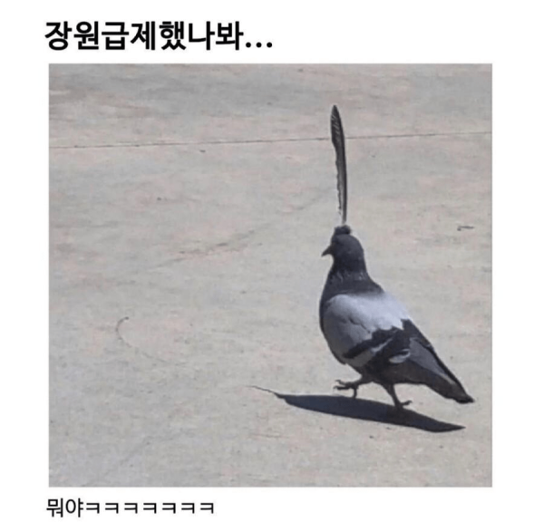 장원 급제한 비둘기