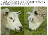 염소가 악마의 상징인게 이해가 되는 짤들