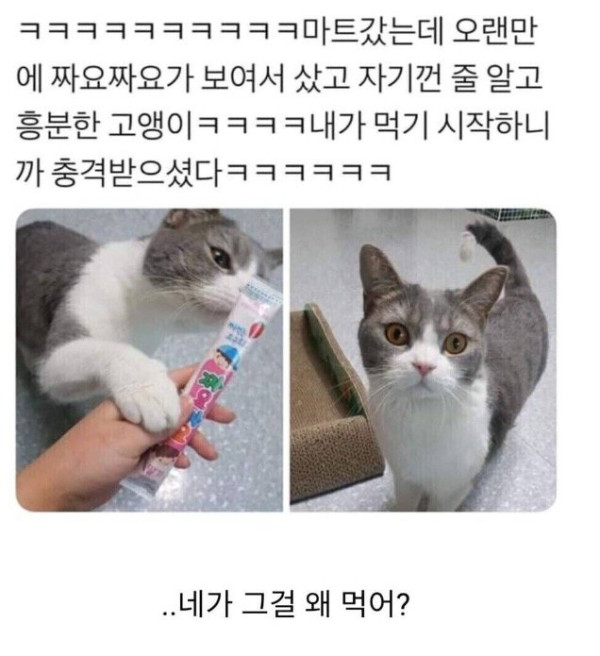 너도 츄르 좋아해?