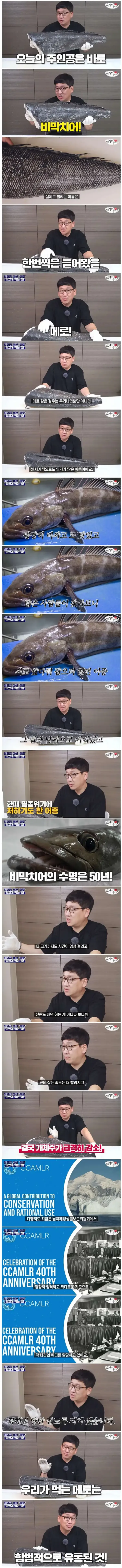 너무 맛있어서 멸종될뻔했던 생선