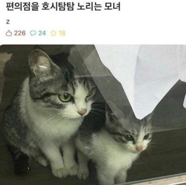 편의점을 호시탐탐 노리는 모녀 ㄷㄷ
