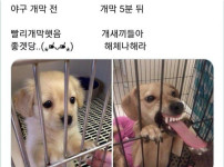 오늘 개막한 KBO팬들 근황.JPG