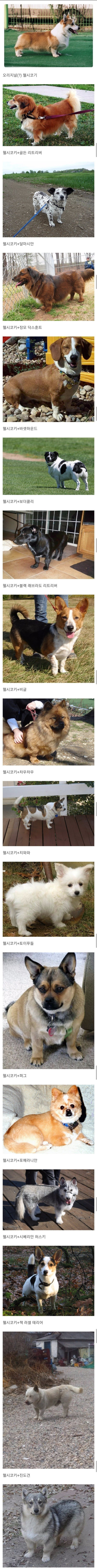 세계에서 가장 강한 개. 웰시코기.