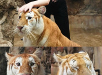 심성이 그대로 얼굴에 있는 호랑이.jpg
