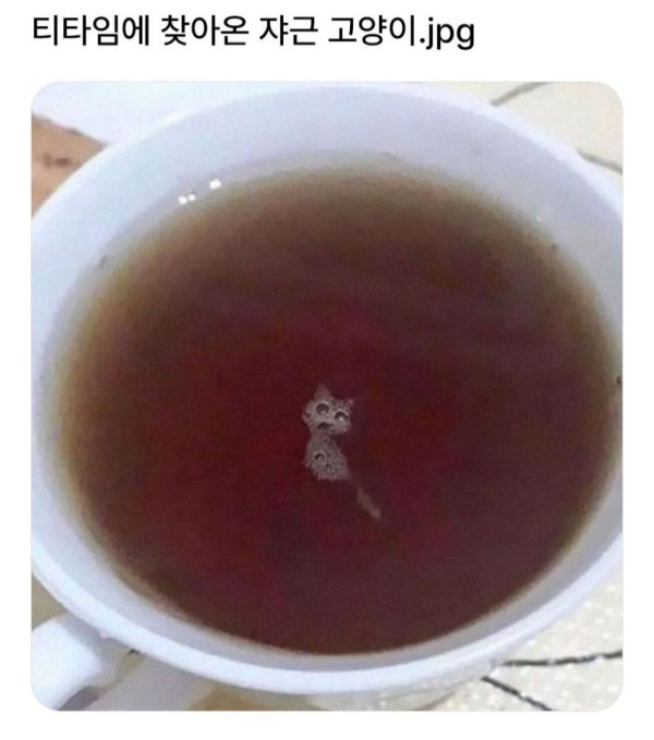 작은 고양이