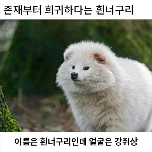 희귀한 존재 흰너구리