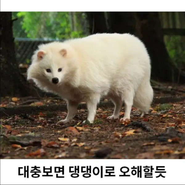 희귀한 존재 흰너구리
