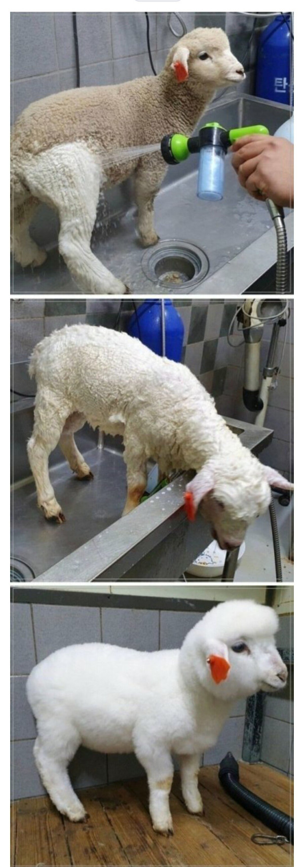 양은 회색인데 양털은 흰색인 이유