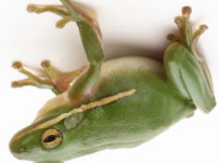 굴