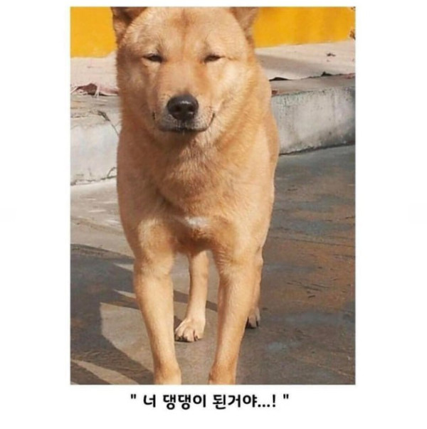 연예인 닮은 꼴 댕댕이들