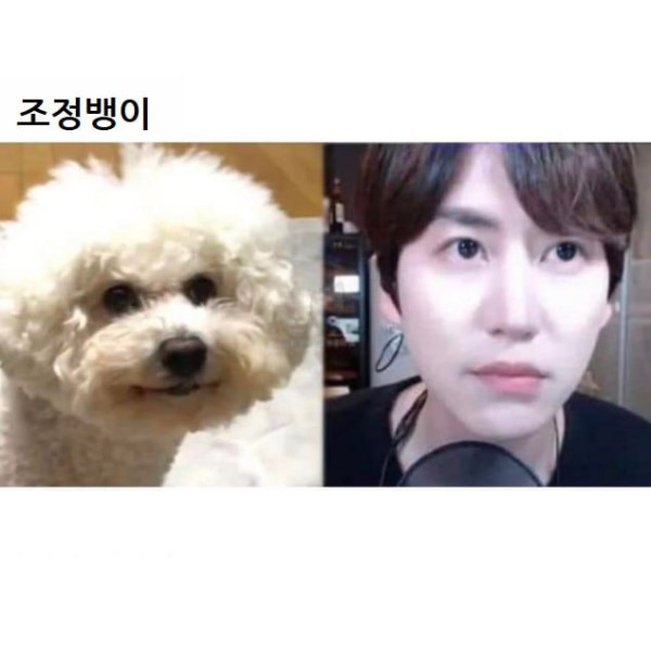 연예인 닮은 꼴 댕댕이들