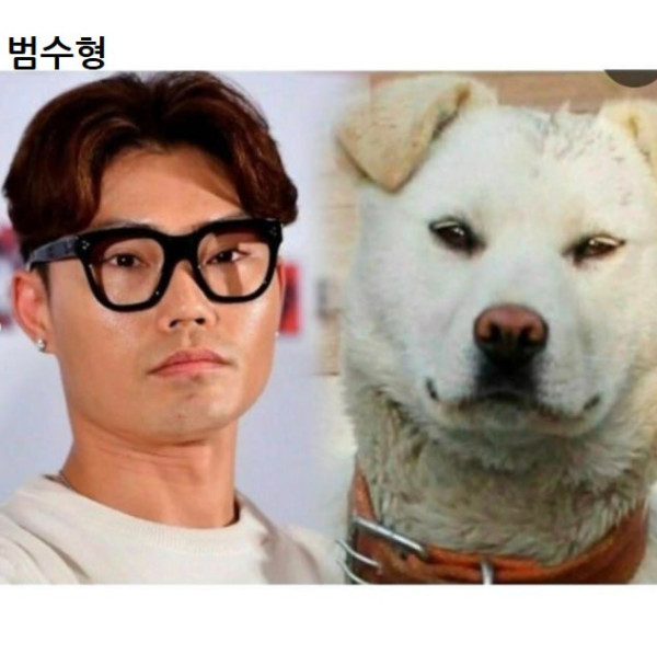 연예인 닮은 꼴 댕댕이들