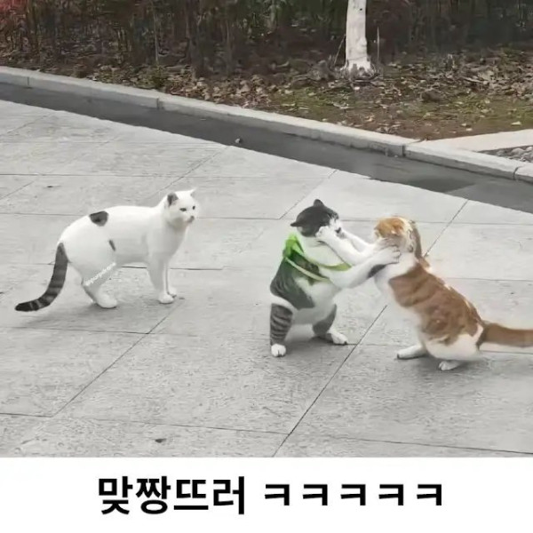 노템전에 아이템끼고 나간 고양이.jpg