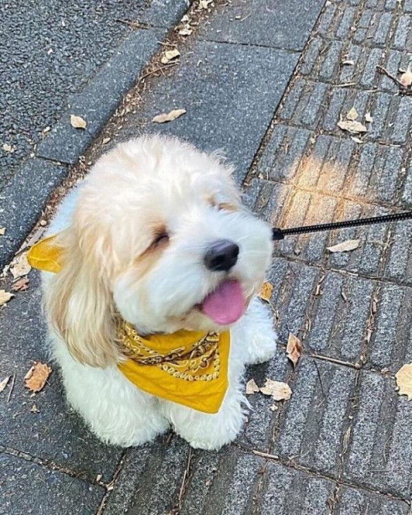 온몸으로 덥다를 표현하는 강아지