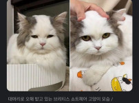 대머리로 오해받는다는 고양이