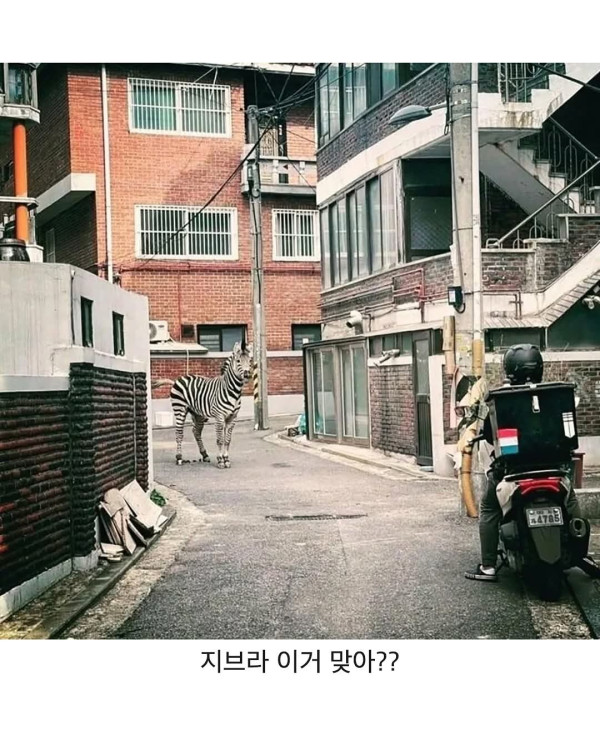 요즘 유행한다는 지브라 그림