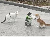 노템전에 아이템끼고 나간 고양이.jpg