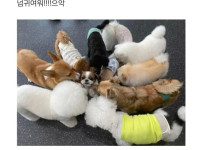 강아지 유치원에 온 시츄