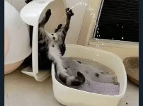 고양이 화장실 싼거 사면 안되는 이유