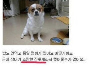 저희집 강아지가 실연을 당했어요