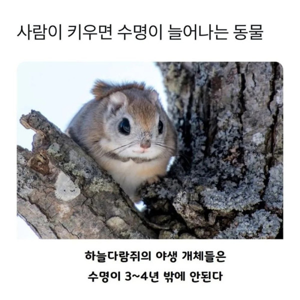 사람이 키우면 수명이 늘어나는 동물.jpg