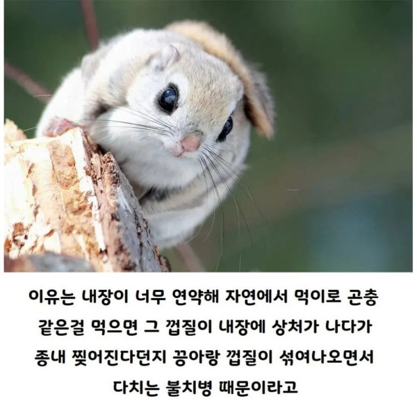 사람이 키우면 수명이 늘어나는 동물.jpg