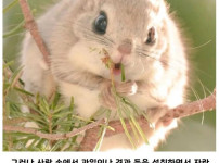 사람이 키우면 수명이 늘어나는 동물.jpg