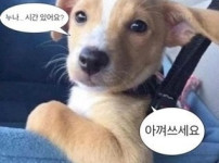 동물 짤 계속함 ㅋㅋㅋ