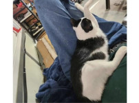 집사따라서 다리 꼬고자는 고양이
