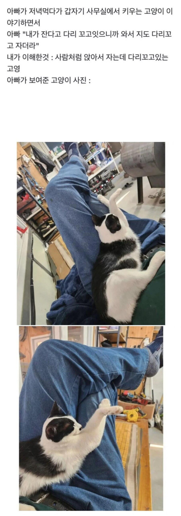 집사따라서 다리 꼬고자는 고양이