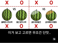 수박 잘 고르는 방법