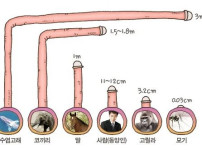 종족별 ㅈㅈ길이