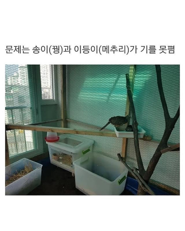 베란다에 닭장 만든 동물갤러