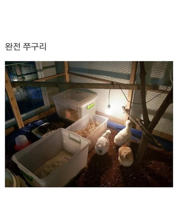 베란다에 닭장 만든 동물갤러