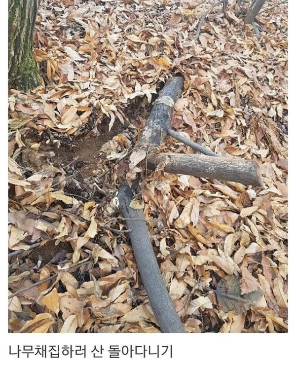 베란다에 닭장 만든 동물갤러