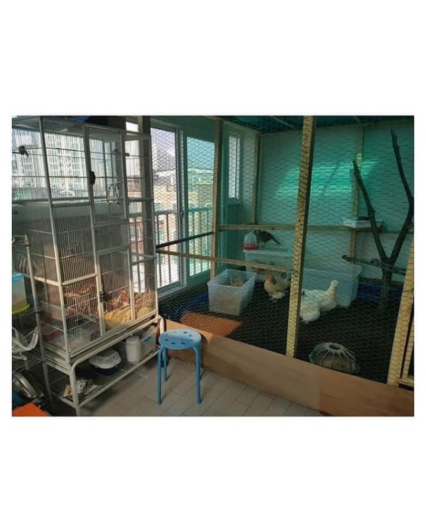 베란다에 닭장 만든 동물갤러