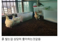 베란다에 닭장 만든 동물갤러