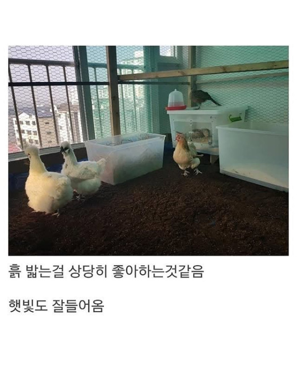 베란다에 닭장 만든 동물갤러