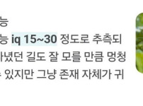 기니피그 지능