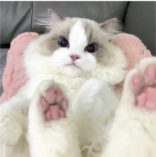 고양이 미모 레전드