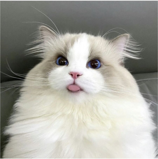 고양이 미모 레전드