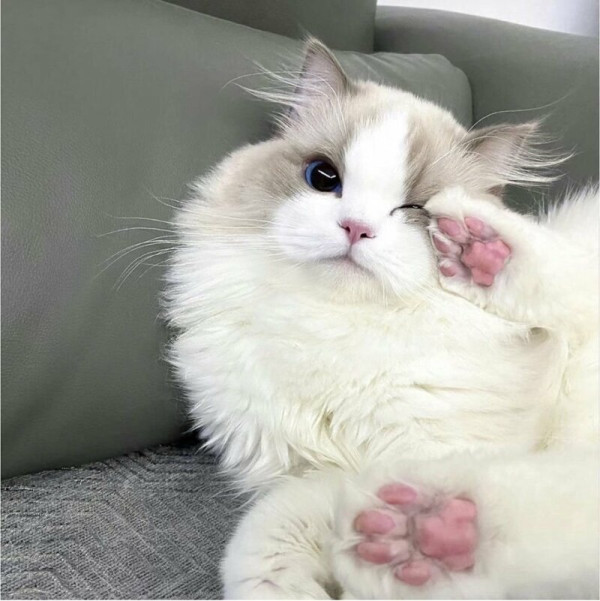 고양이 미모 레전드