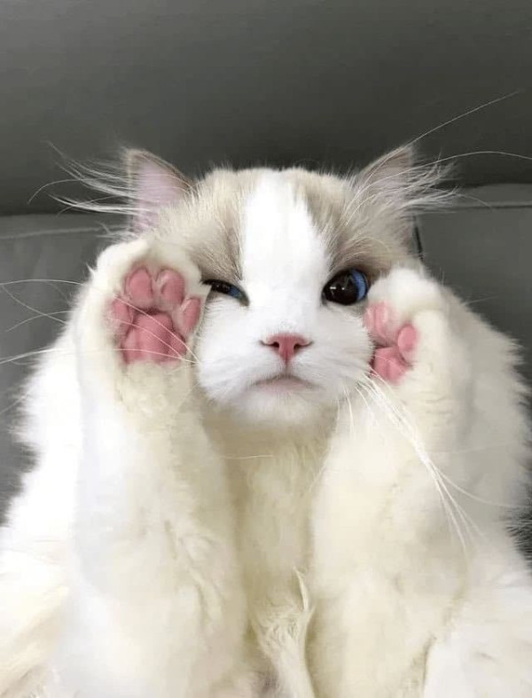 고양이 미모 레전드